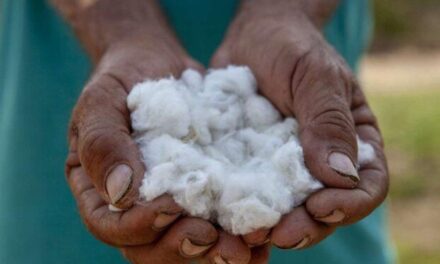 Ouro Velho aposta no cultivo de algodão agroecológico