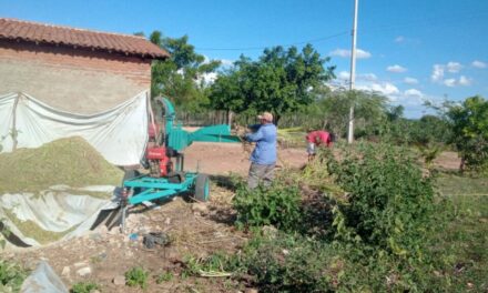 EM OURO VELHO: Prefeitura auxilia produtores na produção de silagem