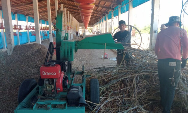 Prefeitura de Ouro Velho auxilia produção de silagem em comunidades rurais