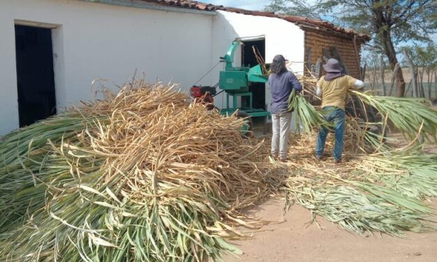 Prefeitura de Ouro Velho auxilia produção de silagem na comunidade rural do Sanharó